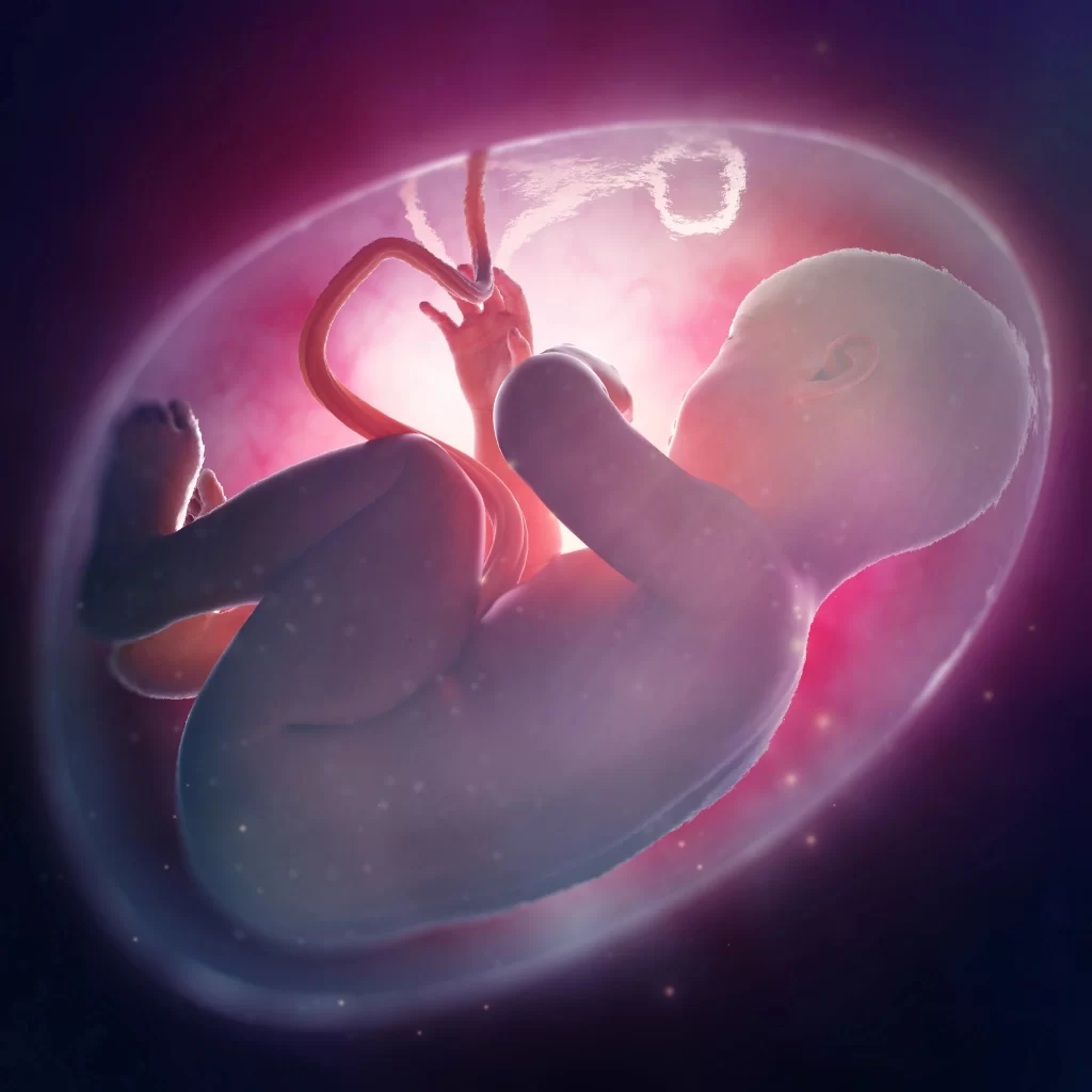 human embryo